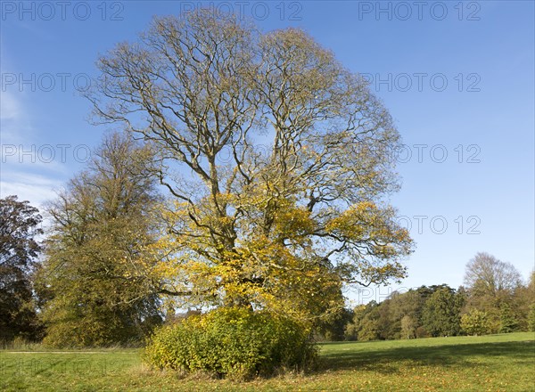 Cappadocian maple tree, acer cappadocicum, National arboretum, Westonbirt arboretum,
