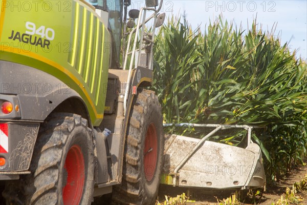 Rhineland-Palatinate, Germany: Maize harvesting (maize chopping) for the Alexanderhof biogas plant