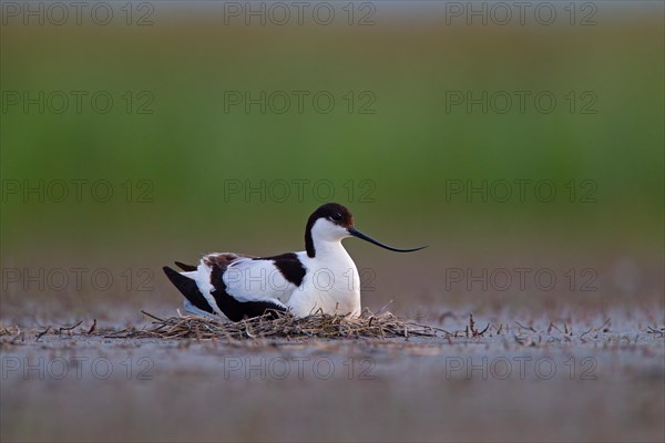 Black-capped avocet (Recurvirostra avosetta) adult bird on nest, Danube Delta Biosphere Reserve,