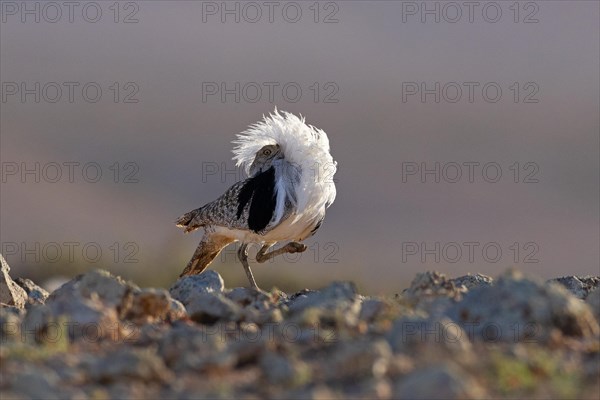 Saharan Houbara Bustard (Chlamydotis undulata fuertaventurae), mating male, Fuerteventura, Spain,