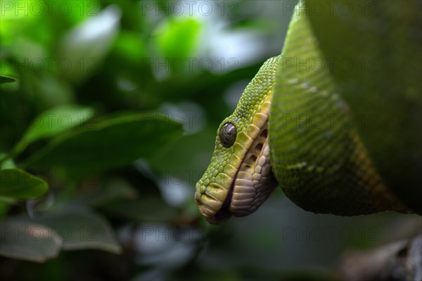 Green tree python (Morelia viridis), captive, occurrence New Guinea, Baden-Wuerttemberg, Germany,