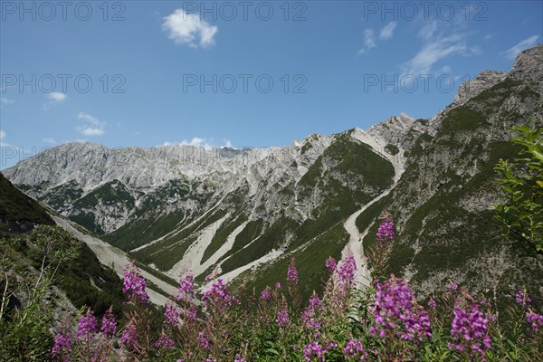 Mountain massif Hahntennjoch with narrow-leaved willowherb, Lechtal Alps, Northern Eastern Alps,