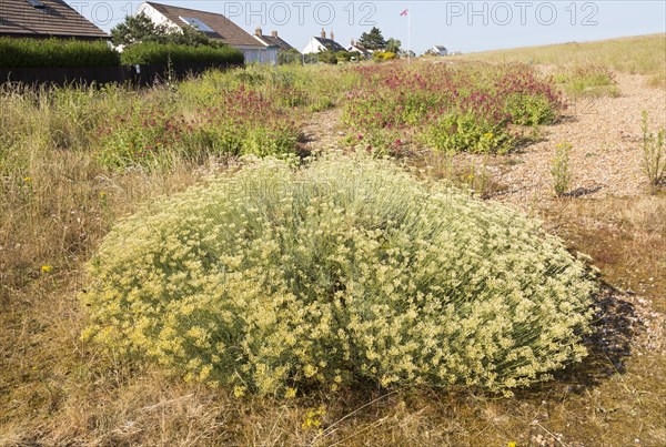 The Curry plant, Helichrysum italicum, and Valerian, Valeriana officinalis, Shingle Street,
