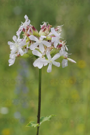 Soap root (Saponaria officinalis), Mainzer Sand, Mombach, Mainz, Rhine-Hesse region,