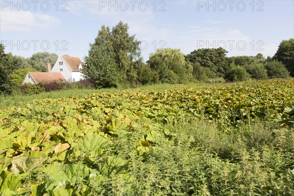 Petasites hybridus, butterbur, herbaceous perennial flowering plant growing in wet field