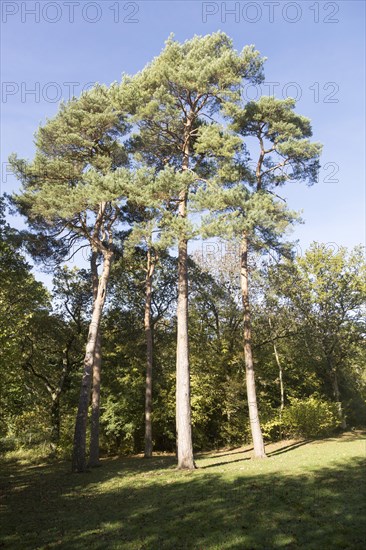 Scots pine trees, Pinus sylvestnis, National arboretum, Westonbirt arboretum, Gloucestershire,