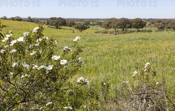Countryside Montado landscape of lupin (lupine Albus) flower meadow with trees interspersed in