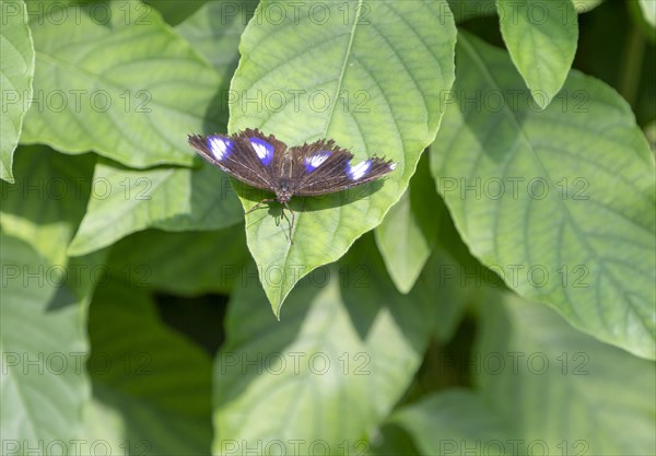 Inside the Butterfly House at Berkeley Castle, Gloucestershire, England, UK