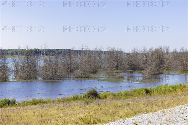Lake Sedlitz is a lake in the Lusatian Lakeland chain of lakes and is located in the Brandenburg