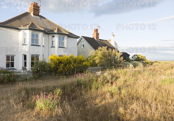 Houses next to the beach summer wildflowers on the SSSI at Shingle Street, Hollesley, Suffolk,