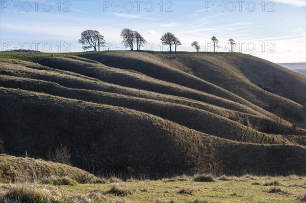 Ridges and dry valleys chalk scarp slope view to Oliver's Castle hill fort, Roundway Down,