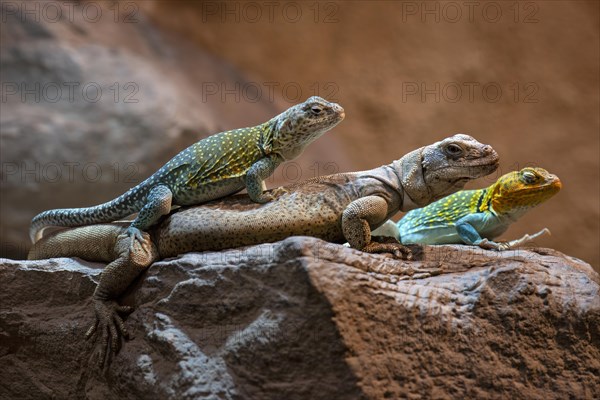 Collared Iguana, male, lying on Chuckwalla (Sauromalus obesus, Sauromalus australis) captive,