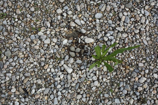Nest with three eggs of the Little Ringed Plover (Charadrius dubius), brood, bird eggs, two,