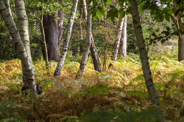 Silver birch trees, Betula pendula, trunks at different directions bracken understory, Suffolk