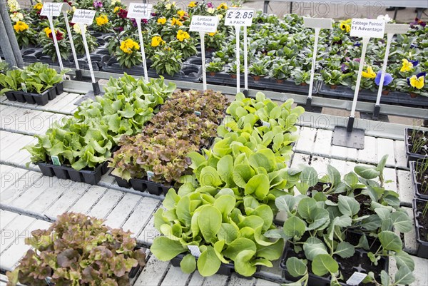 Lettuce and cabbage plants seedlings in trays on sale Ladybird Nurseries garden centre, Gromford,