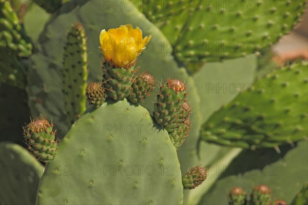 Flower on cactus pear (Opuntia ficus-indica), yellow, cactus, Trujillo, Extremadura, Spain, Europe