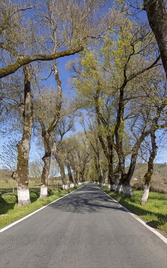 Iconic road through grove of ash trees with whitewashed bases of their trunks, Fraxinus