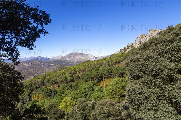 Ruta Botanica waking route from Area Recreativa El Alcazar, Sierra Tejeda natural park, Alcaucin,