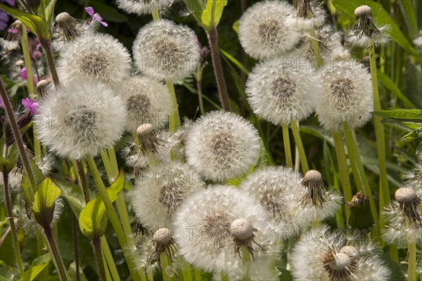 Close up, dandelion seed heads, Taraxacum, chalk upland grassland Salisbury Plain, near Tilshead,