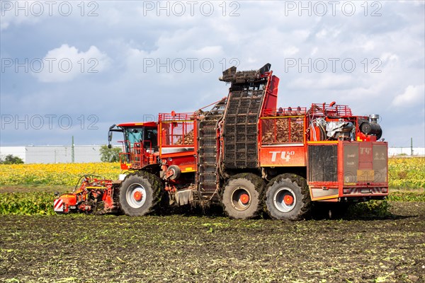 Sugar beet harvest in the Palatinate: The large mountains full of sugar beet at the edge of the