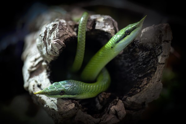 Rhinoceros ratsnakes (Gonyosoma boulengeri), captive, occurring in North Vietnam, South China,