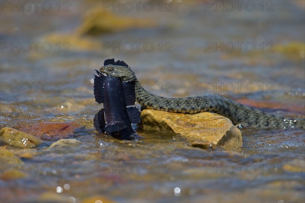 Dice snake (Natrix tessellata) on its way to the shore with preyed round goby (Neogobius