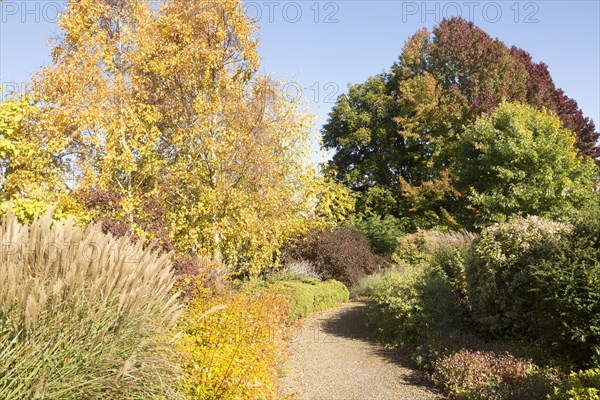 Path through trees autumn foliage leaf colour, near Framfield House, Woodbridge, Suffolk, England,