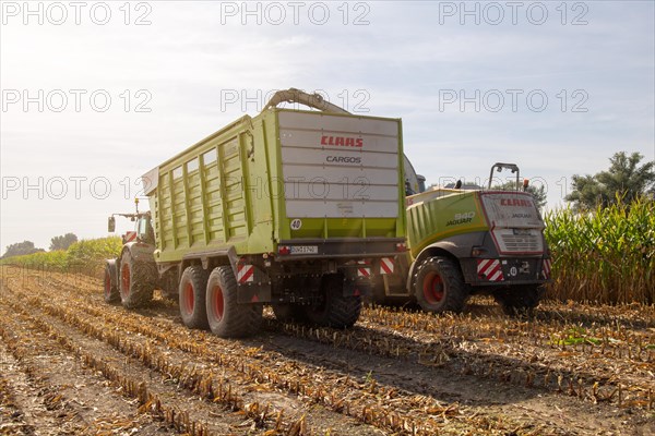 Rhineland-Palatinate, Germany: Maize harvesting (maize chopping) for the Alexanderhof biogas plant
