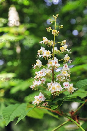 Single flower, horse chestnut (Aesculus hippocastanum), close-up, Generalife Gardens, Alhambra,