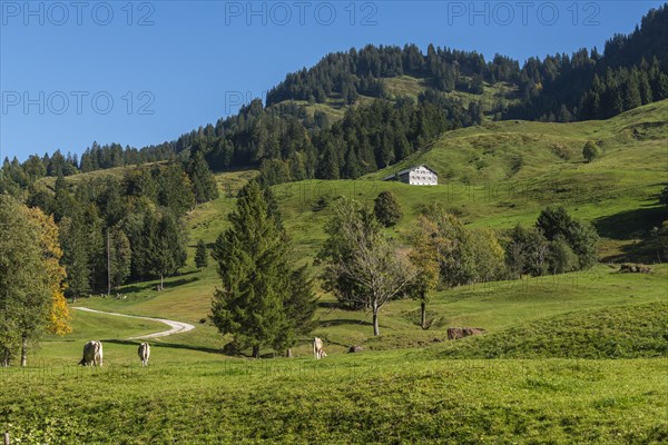 Alpine farm at Lecknersee, humpback meadow, cows, municipality of Dornbirn, Bregenzerwald,