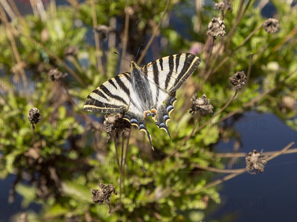 Southern Scarce Swallowtail butterfly Iphiclides podalirius feisthamelii, Castro Verde, Baixo