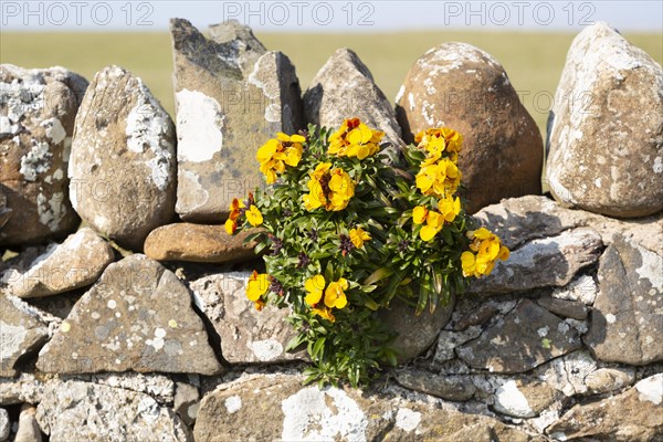 Yellow flowers of wallflower plant, Erysimum cheiri, growing on dry stone wall, Holy Island,