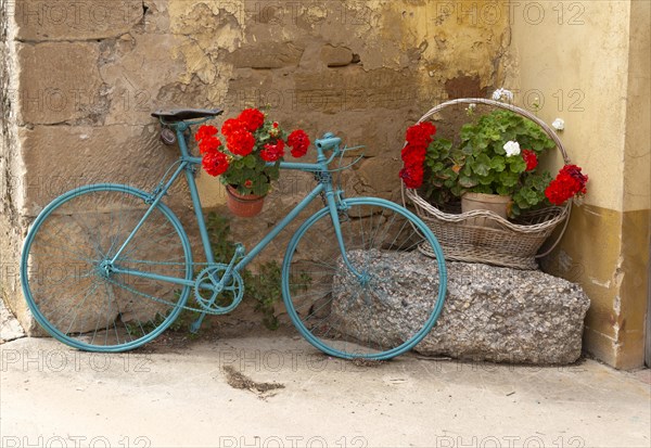 Old bicycle painted blue with red geranium flowers in pots, San Asensio, La Rioja Alta, Spain,