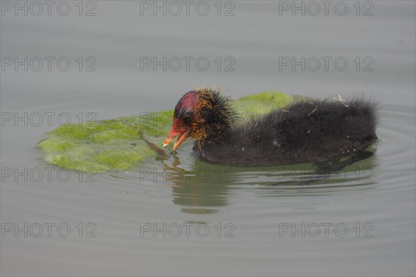 Common coot (Fulica atra), juvenile, algae, eating, swimming, Zoom Erlebniswelt, Gelsenkirchen,