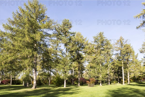 Japanese larch trees, Larix kaempferi, National arboretum, Westonbirt arboretum, Gloucestershire,