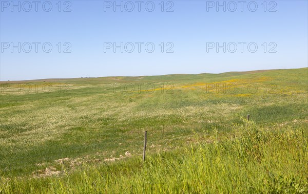 Undulating rolling grassland rural countryside area with wildflowers blue sky copy space, near