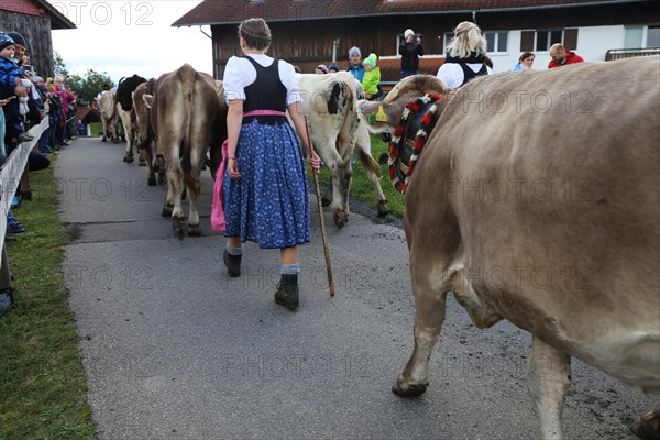 Traditional cattle drive or cattle seperation . As here in the Allgaeu, the cattle are driven down