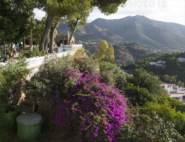 Purple bougainvillea flowering on hilsside, Mijas, Costa del Sol, Malaga province, Andalusia,