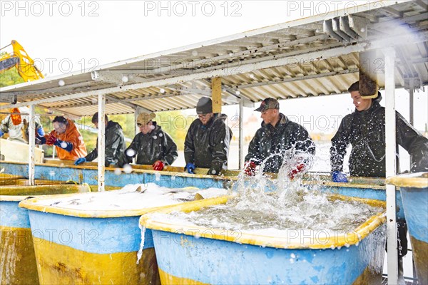 Fish and forest festival, fishing in the Moritzburg castle pond, Moritzburg, Saxony, Germany,