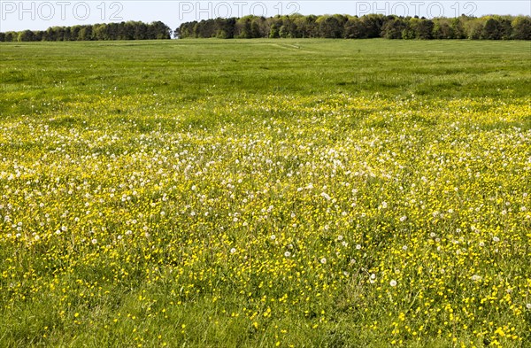 Spring wildflowers in blossom on chalk grassland on Salisbury Plain, near Larkhill, Wiltshire,
