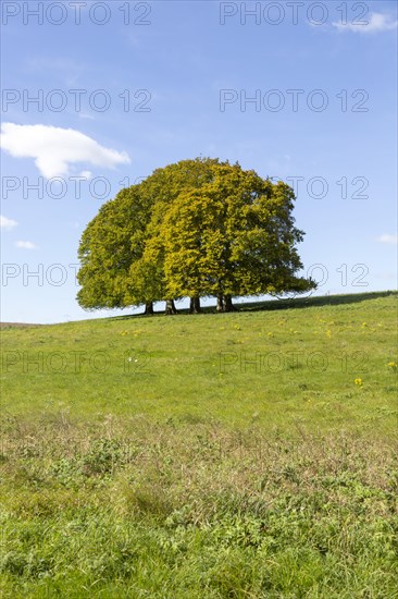 Landscape with copse of common beech trees blue sky on grassy green slope, Salisbury Plain,