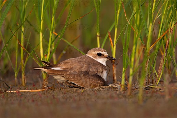 Kentish plover (Charadrius alexandrinus) Female breeding on the ground at the water's edge, Danube