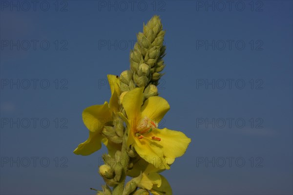 Dense-flowered mullein (Verbascum densiflorum), detail, flower, Illmitz, Seewinkel, Lake Neusiedl,