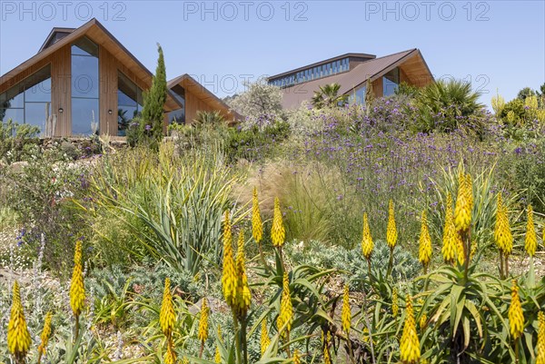 Royal Horticultural Society gardens at Hyde Hall, Essex, England, UK, the Dry garden Aloiampelos