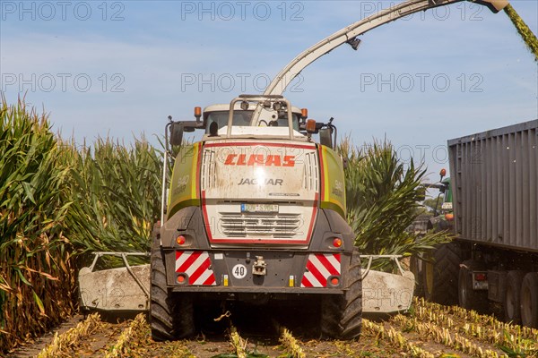 Rhineland-Palatinate, Germany: Maize harvesting (maize chopping) for the Alexanderhof biogas plant