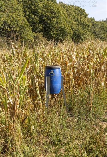 Blue bird feeder bin in sweet corn patch of field for feeding game birds such as pheasants,