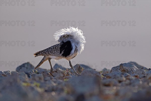 Saharan Houbara Bustard (Chlamydotis undulata fuertaventurae), mating male, Fuerteventura, Spain,