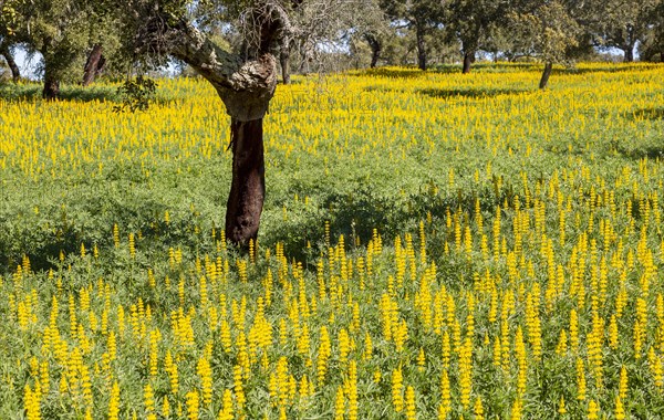 Yellow flowers of lupin plants, Lupine Albus in a field with cork oak trees, Quercus suber, near
