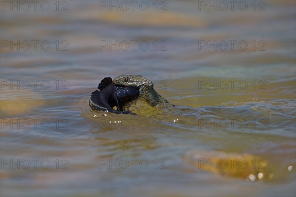 Dice snake (Natrix tessellata) on its way to the shore with preyed round goby (Neogobius