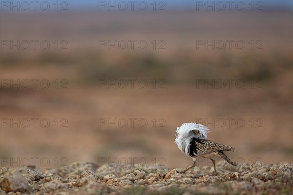Saharan Houbara Bustard (Chlamydotis undulata fuertaventurae), mating male, Fuerteventura, Spain,
